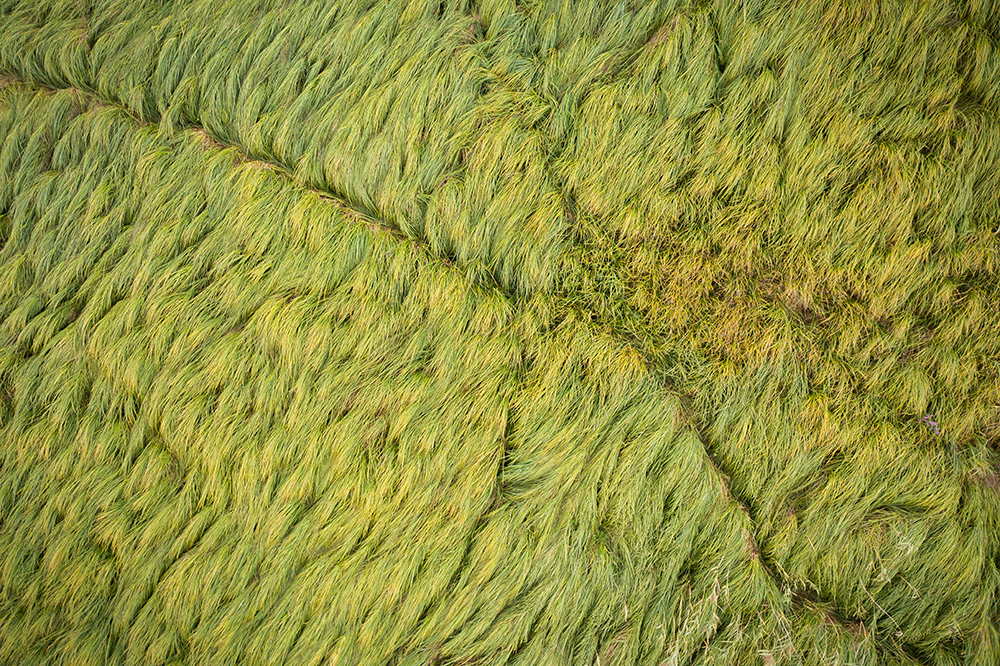 Forestry Department